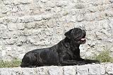 CANE CORSO 114